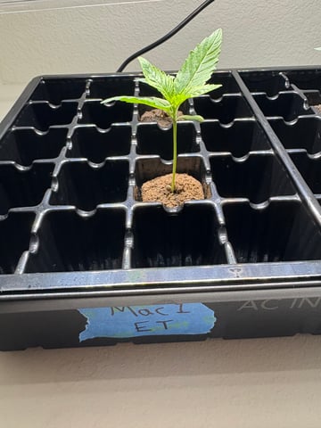 First Grow (Hydro) — germination, day 10