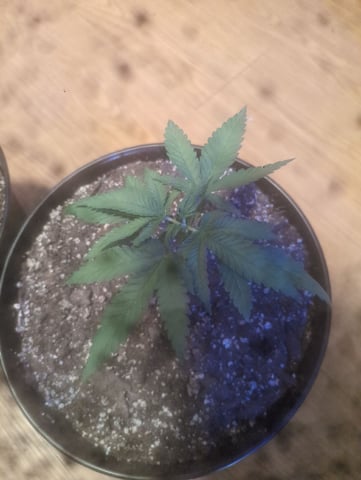 pineapple × super lemon haze — vegetative, day 22