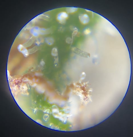 Northern Lights & Quick One  — done, day 141