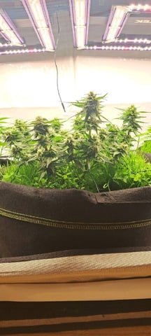 First Grow with the new setup  — auto, day 55