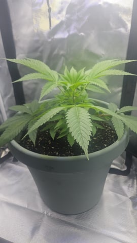 first indoor — grow_setup, day 7