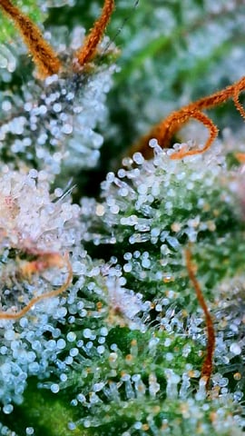 Black African Magic — flower, day 187