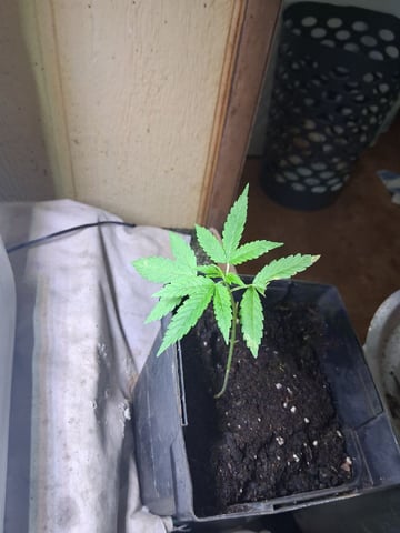 dustin plants — germination, day 3