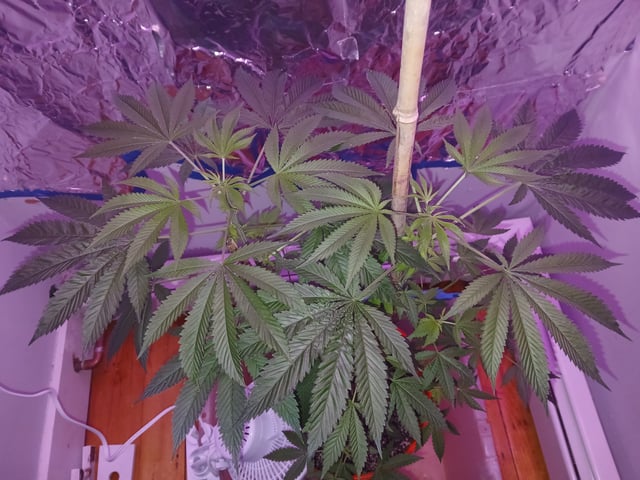 triangle kush  — flower, day 39