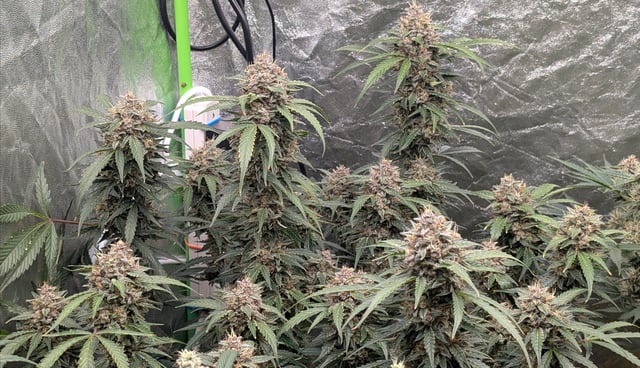 Mixed Grow — flower, day 76