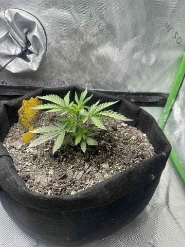 banana bread autoflower  — seedling_rooting, day 22