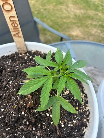 First ever grow — vegetative, day 36