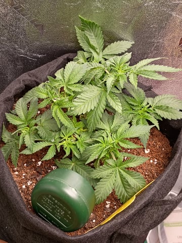 1st Grow Eva — flower, day 30