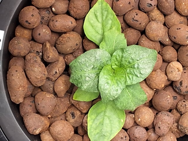 JALAPEÑO 🌶 — vegetative, day 47