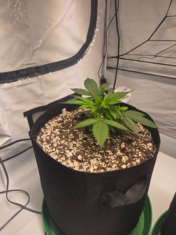 Purple Skunk 3 x 5  — vegetative, day 29
