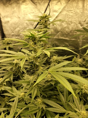 #3 — flower, day 58