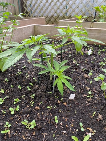 queen of soul X cap junky  — vegetative, day 52