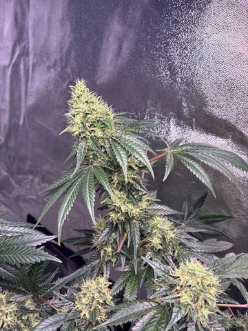 Natti Runtz — flower, day 80