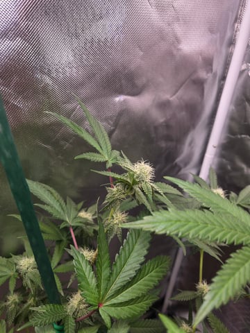 Looking for advice! — flower, day 70