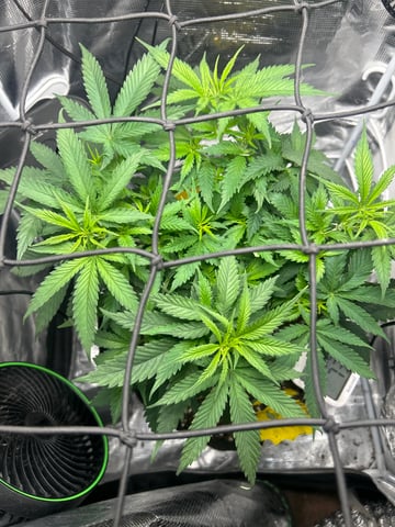 2nd Run — vegetative, day 57