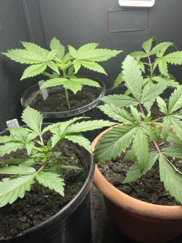 Auto variety  — vegetative, day 20