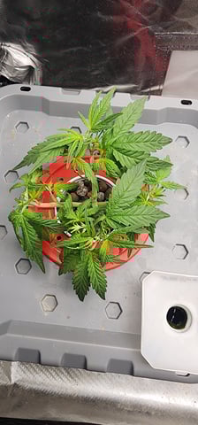 El Chemi Kiwi autoflower  — vegetative, day 21