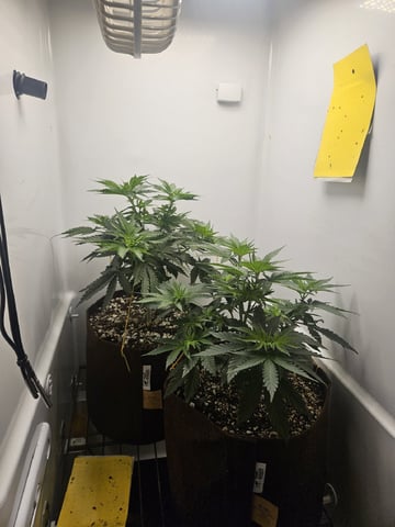 "NO CHEMA CUH" — flower, day 47