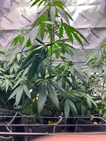 First Ever Grow GT — flower, day 77