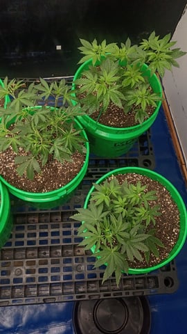 Third Grow — vegetative, day 50