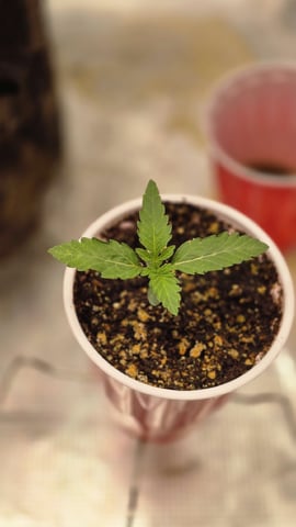 Blueberry Swirl — vegetative, day 8