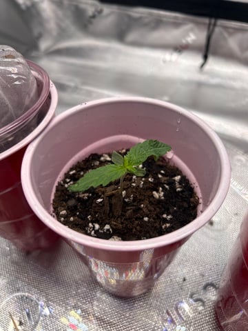 First Ever Grow GT — seedling_rooting, day 7