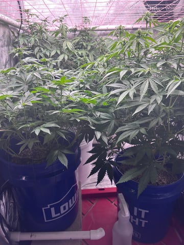 Grow#2 — flower, day 53