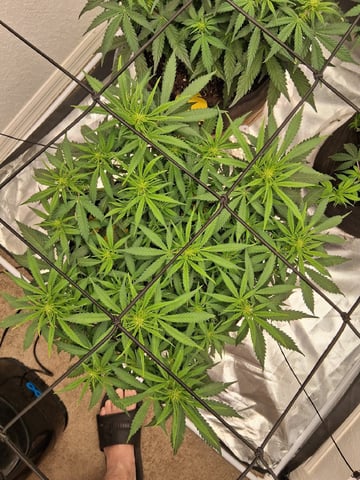 Seedman mix auto & seedman mix auto & GodFather OG — auto, day 56