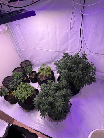 Indoor Grow  — flower, day 41