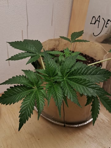 Gugugaga — vegetative, day 8