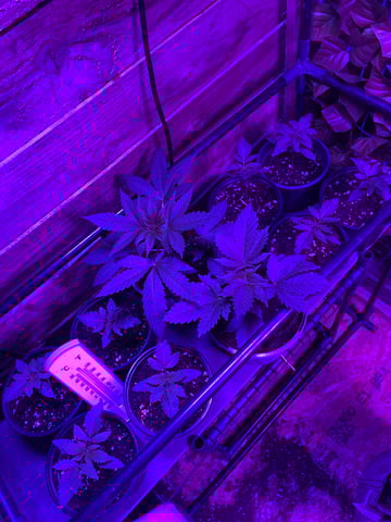 white runtz first grow  — flower, day 28