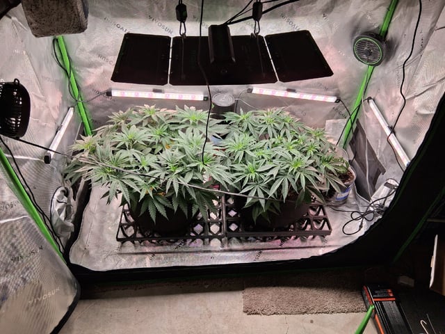 fruity pebbles, cap junky — flower, day 57