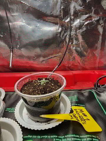 HE1E we GROW  — seedling_rooting, day 28