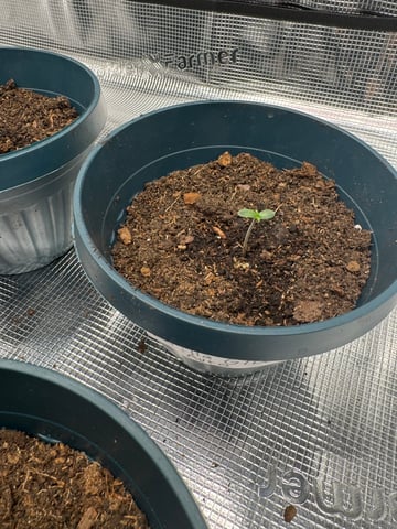 Grow Number 2 — seedling_rooting, day 2