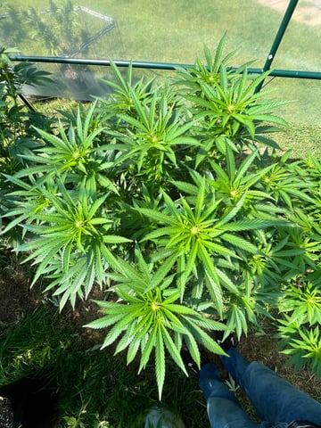 Hindu Kush — flower, day 19