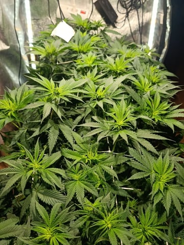 Doble Burguer Y Lemon Muffins Fast  — flower, day 2