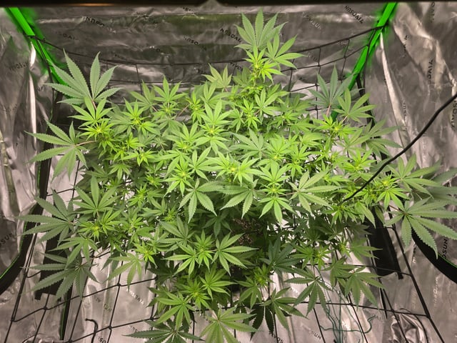 First grow — flower, day 67