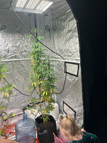 two clones and sour diesel  — flower, day 40