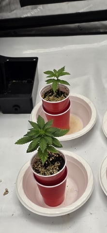 Lime Rian. — vegetative, day 22