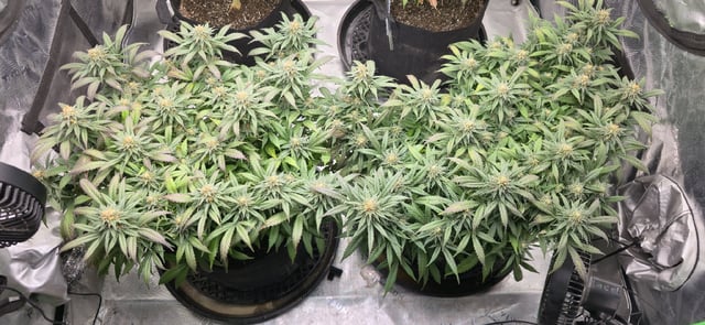 SBJ Clones — flower, day 108