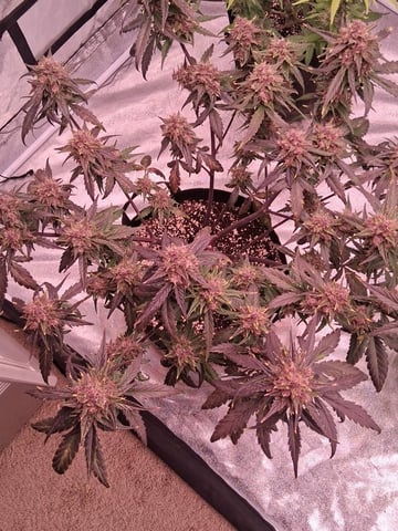 TEAM FULL AUTOS