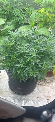 Purple Plum Perfect 💜 & 2 Grape Runtz 🍇 Mainlining garden.  — vegetative, day 179