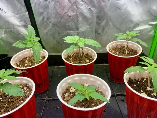 Papaya Frosting  — seedling_rooting, day 15