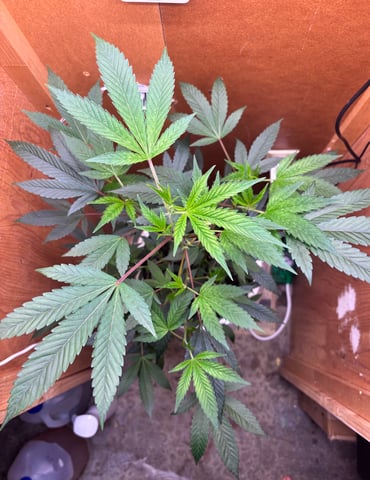 Triple Cake  — flower, day 25