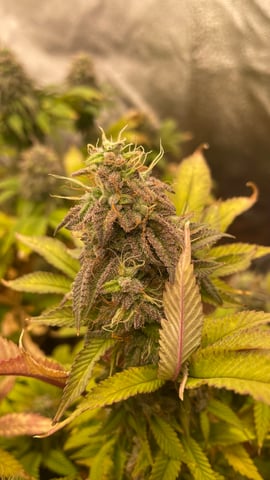 ❄️💚❄️WinterGrow❄️💚❄️