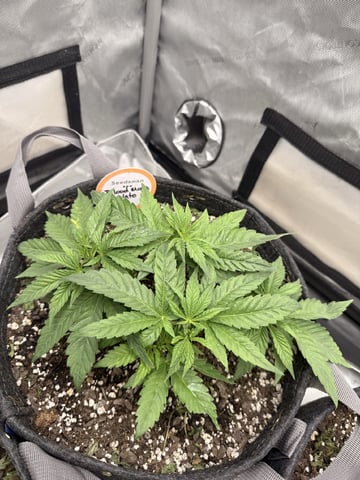 BloodMoon Gelato — vegetative, day 30