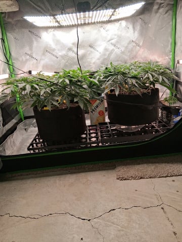 fruity pebbles, cap junky — flower, day 58