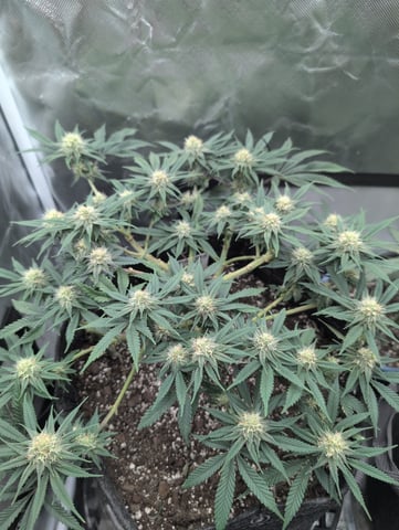 memphisto 3 bears OG, ethos high note r1 — flower, day 68