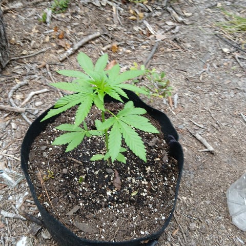 1GreenThumb — vegetative, day 247