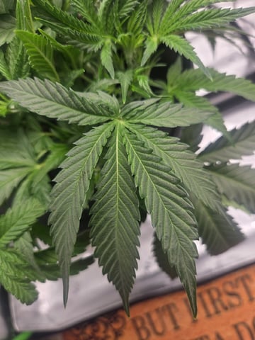 Northern Lights / Banana Kush — flower, day 40